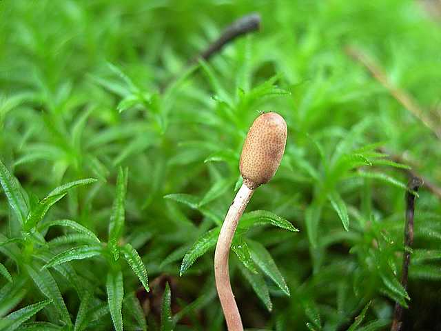 Cordyceps larvicola    Qulet